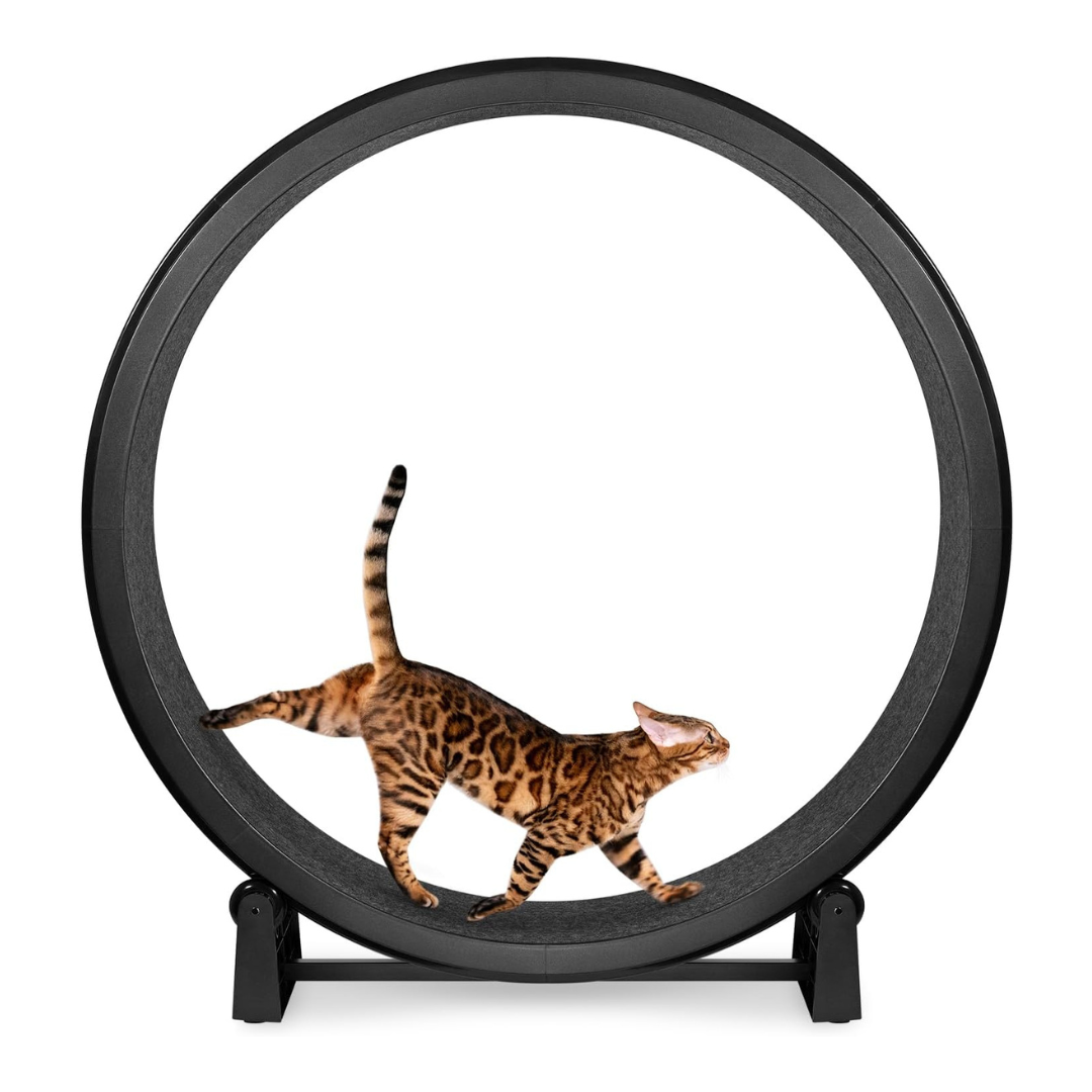 One Fast Cat Cat Exercise Wheel