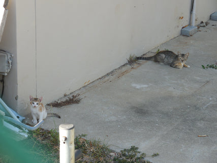 Feral cats TNR -Guanica, PR's wishlist