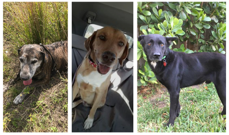 Big boy, Harley Girl and Licorice and Taffy's wishlist