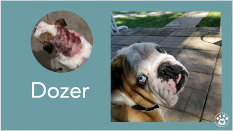 Dozer's wishlist