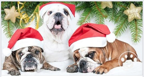 Santa Paws is coming to town!'s wishlist