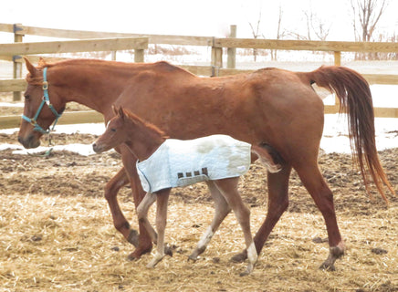 Orphan Foals 's wishlist