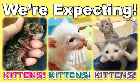 Kitten Shower's wishlist