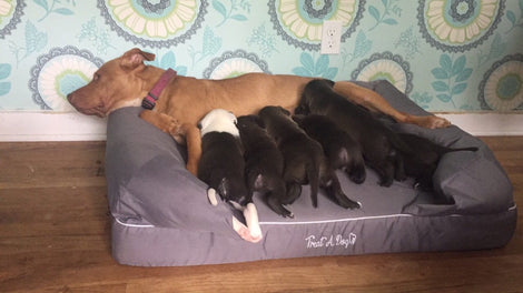 Goldie and her bundle of 6's wishlist