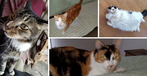 Furever Foster Cats's wishlist