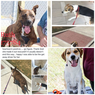 Ruth and Devon Texas pups saved, ( now Maddie and Bandit) 's wishlist