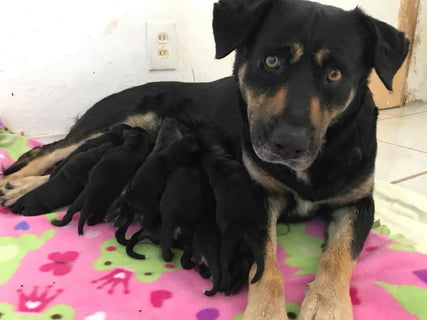 Mama and 12 puppies's wishlist