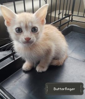 Butterfinger - broward county only's wishlist