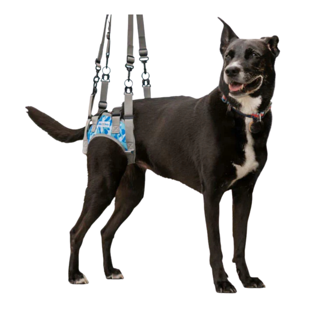Walkin' Warrior Rear Harness, Blue