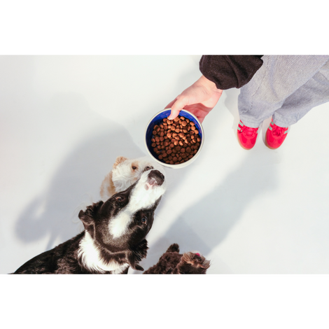 CUDDLY Salmon & Rice Dry Dog Food