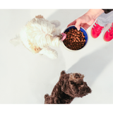 CUDDLY Salmon & Rice Dry Dog Food