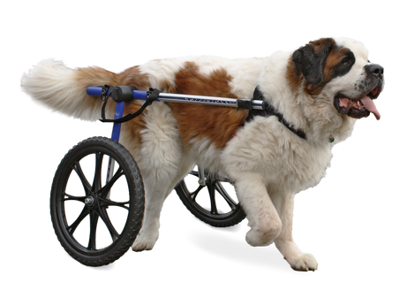 Walkin' Wheels Large Wheelchair (70-180lbs) - Blue