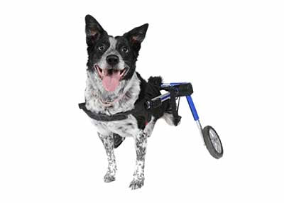 Walkin' Wheels Medium Wheelchair (25-69lbs) - Blue